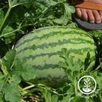 Watermelon Seeds - Striped Klondike Blue Ribbon Heirloom
