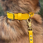 Waterproof Dog Collar