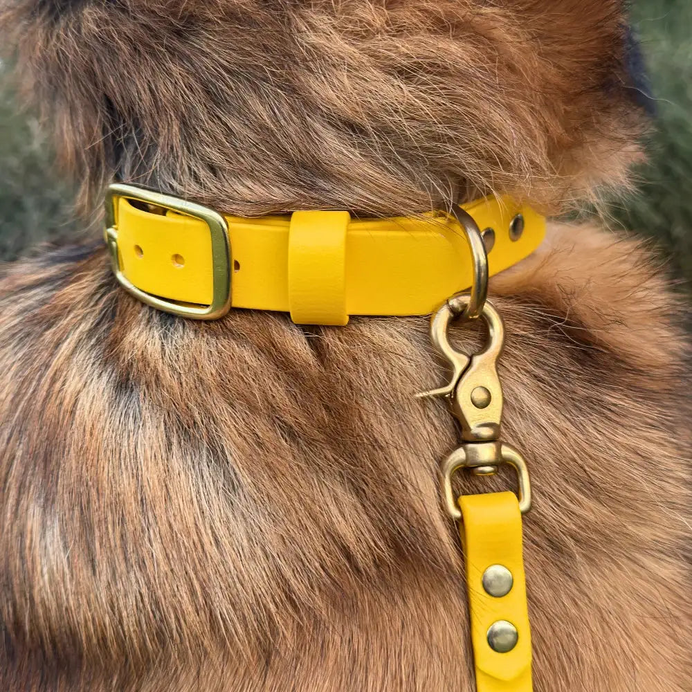 Waterproof Dog Collar