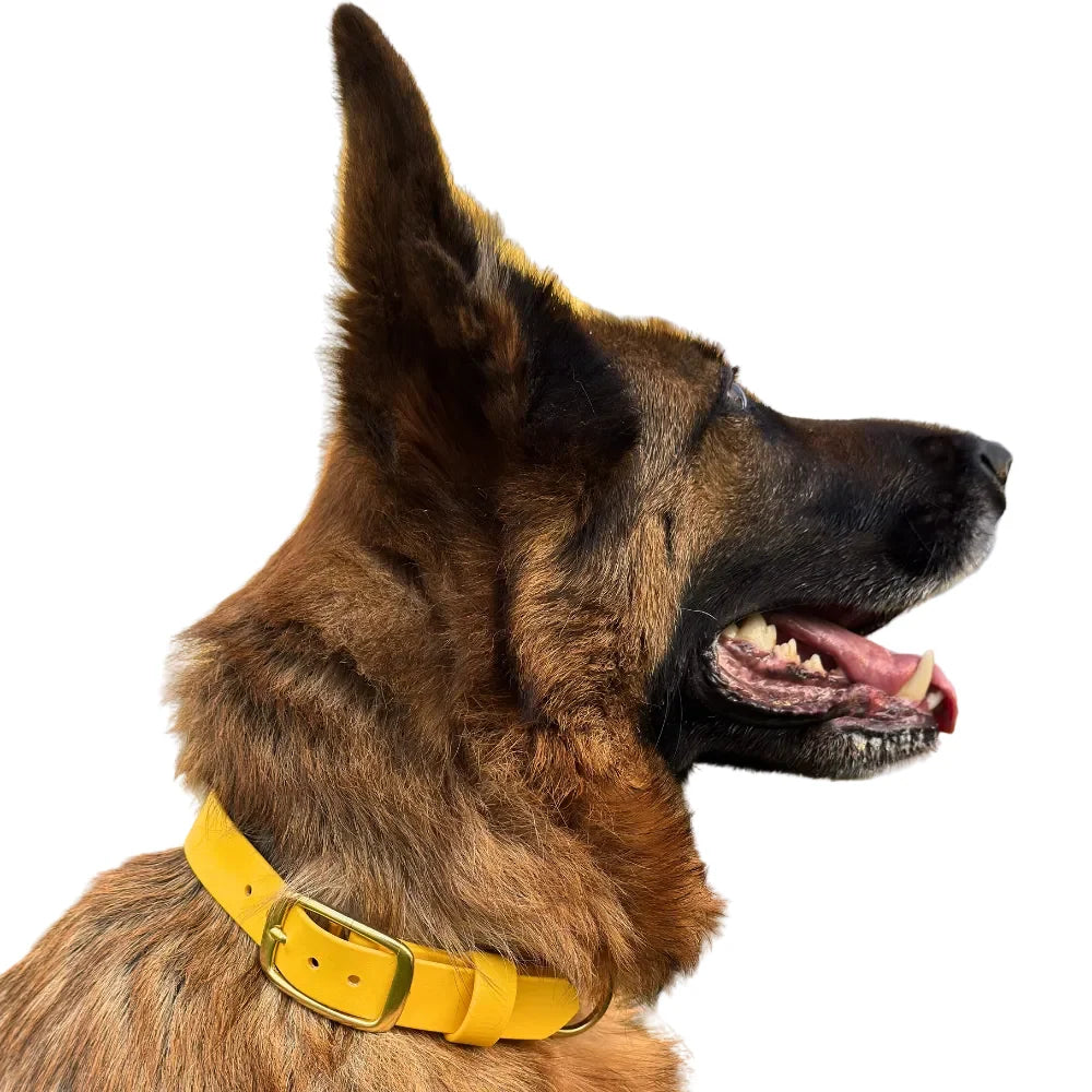Waterproof Dog Collar