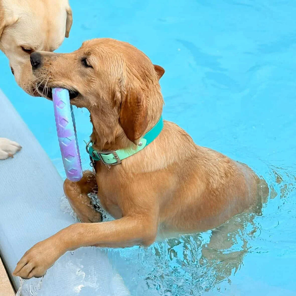 Waterproof Dog Collar