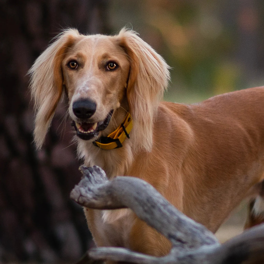 Waterproof Dog Collar