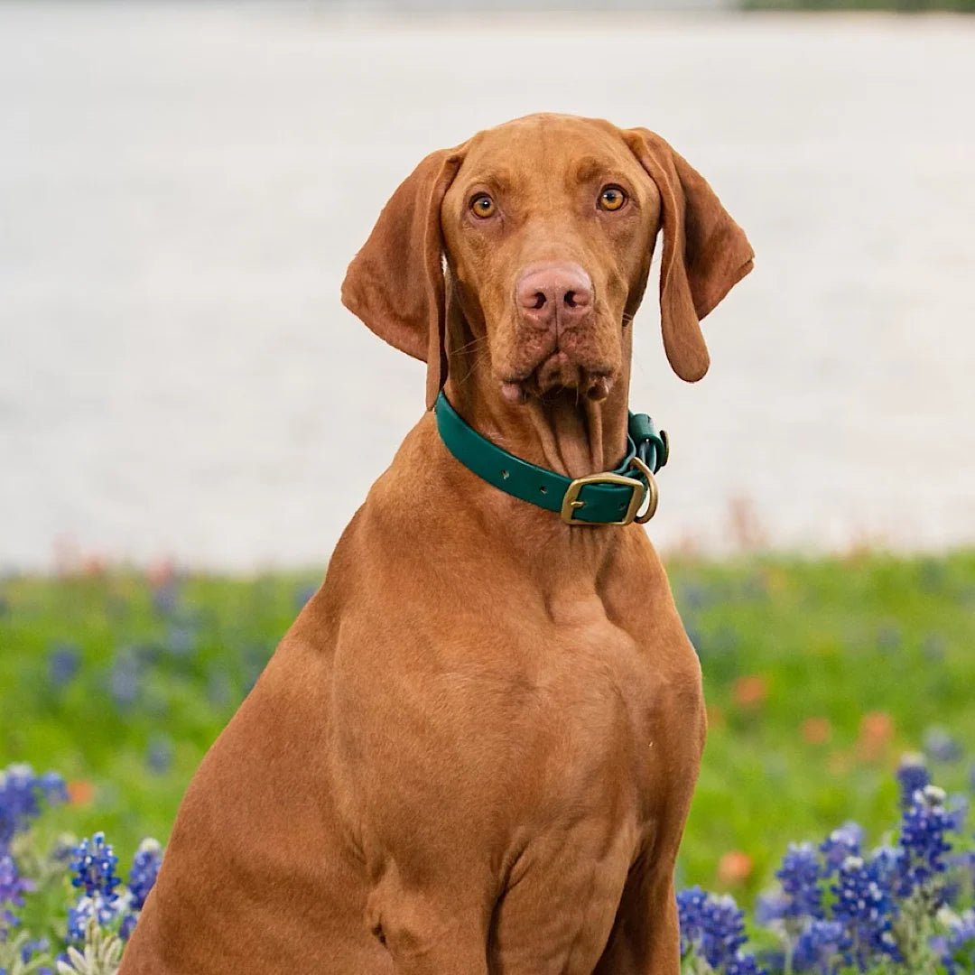 Waterproof Dog Collar in Alpine Green for Swimming, Beach Days, Hunting Dogs, and Everyday Outdoor Adventures