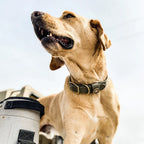 Waterproof Dog Collar in Olive for Outdoor Water Dogs, Swimming, Hunting and Everyday Field Adventures