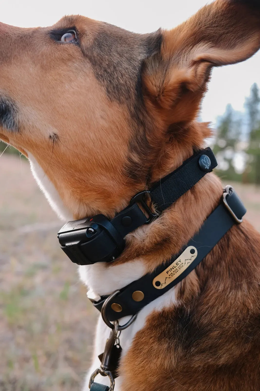 Waterproof Dog E-Collar Strap