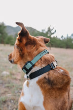 Waterproof Dog E-Collar Strap