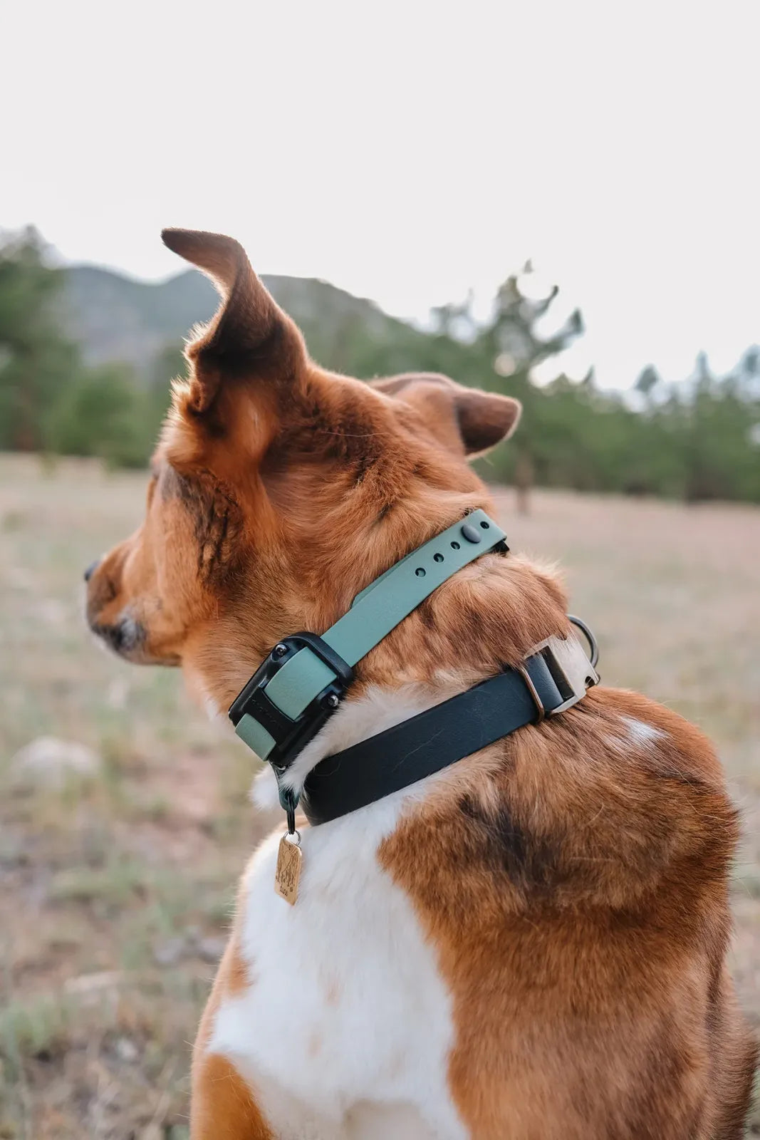 Waterproof Dog E-Collar Strap