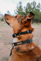 Waterproof Dog E-Collar Strap