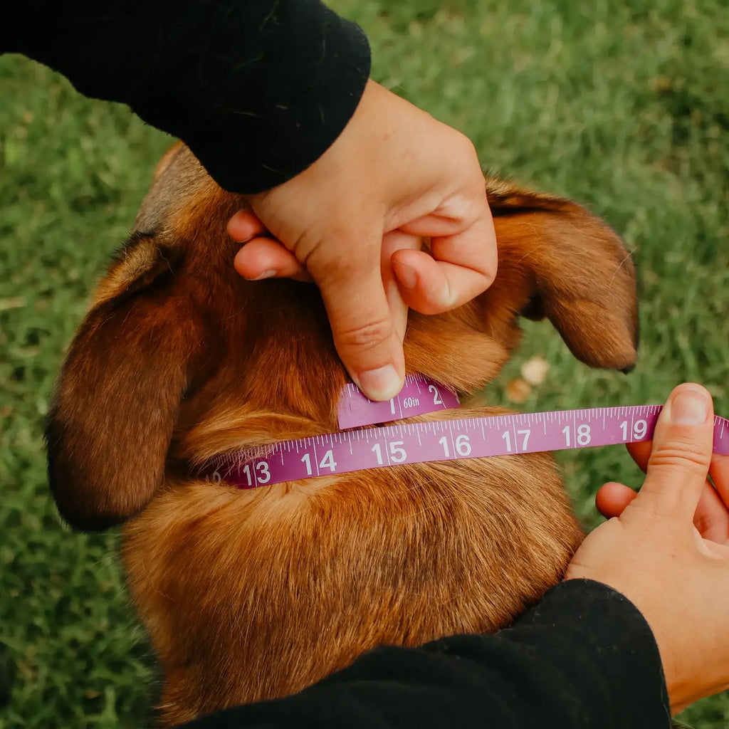 Waterproof Dog E-Collar Strap