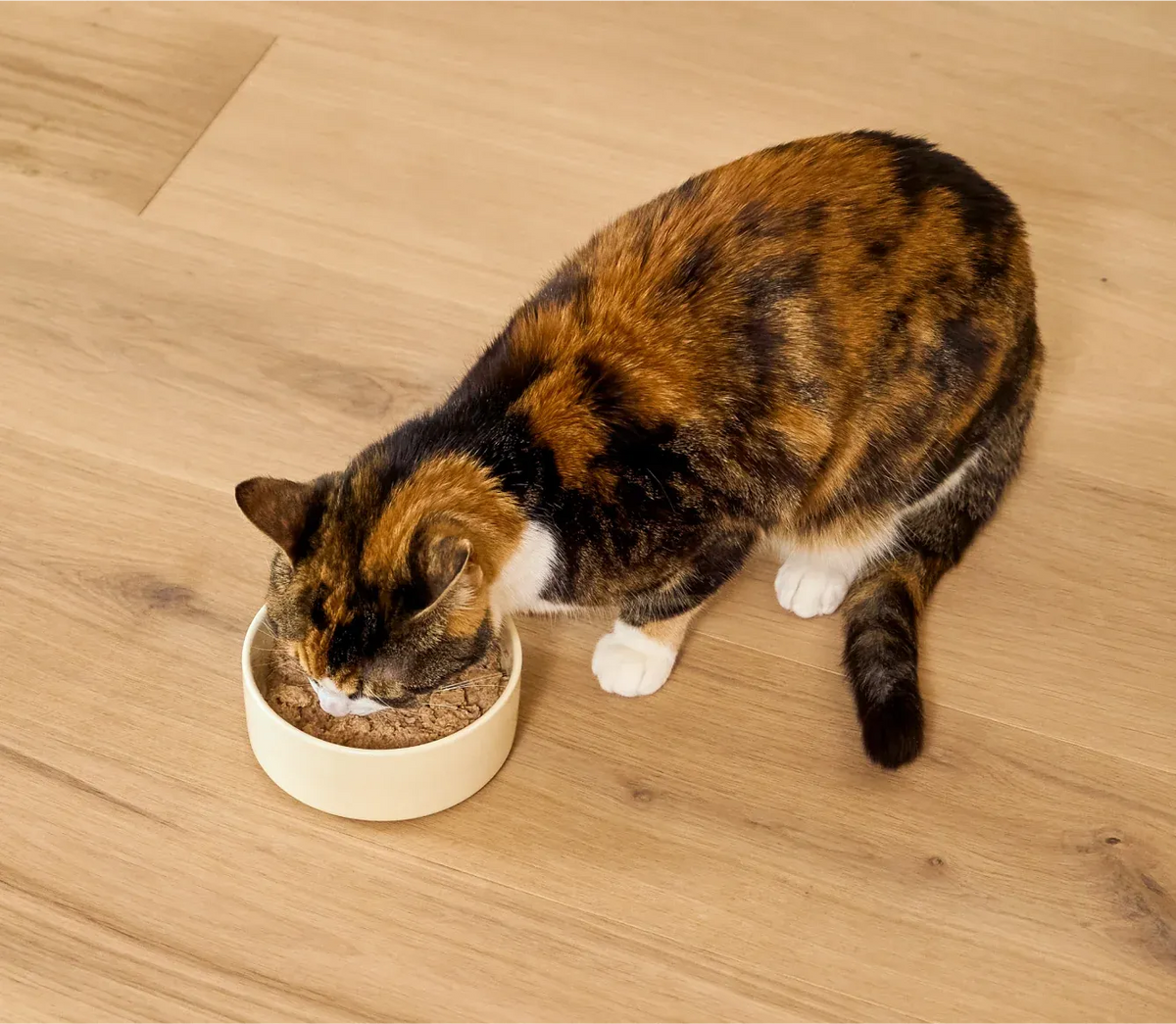Wet Cat Food Pâté with Chicken and Pumpkin, Grain-Free Moisture-Rich Recipe in 2.8 oz or 5.3 oz Cases