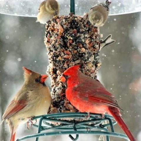 Wild Bird Food Sunflower Seed Cylinder