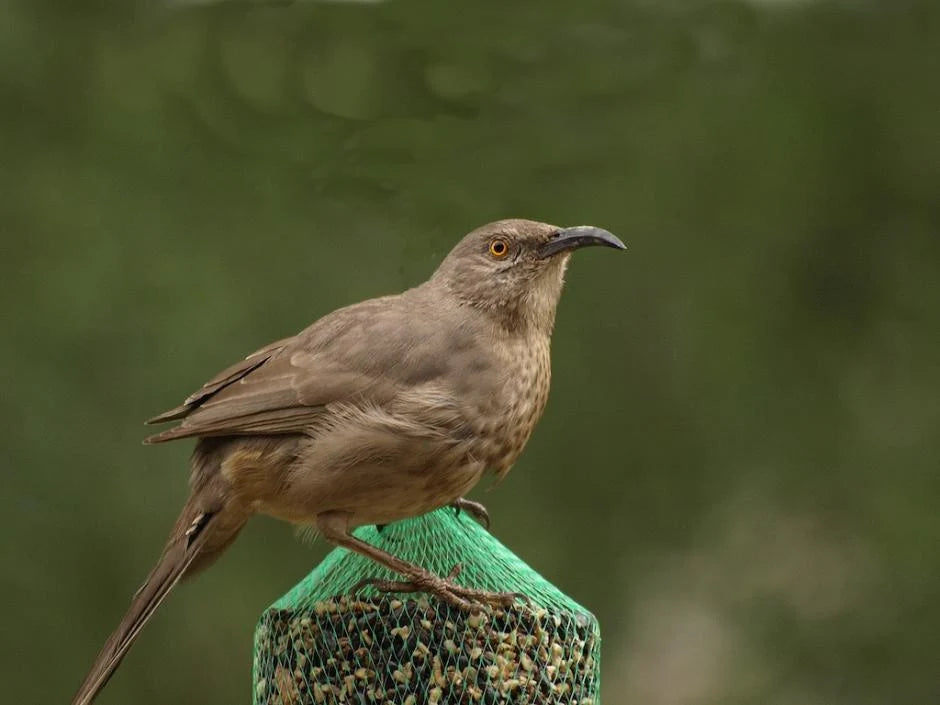 Wild Bird Food Sunflower Seed Cylinder