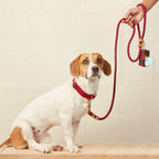 Wine Marine Rope Dog Leash