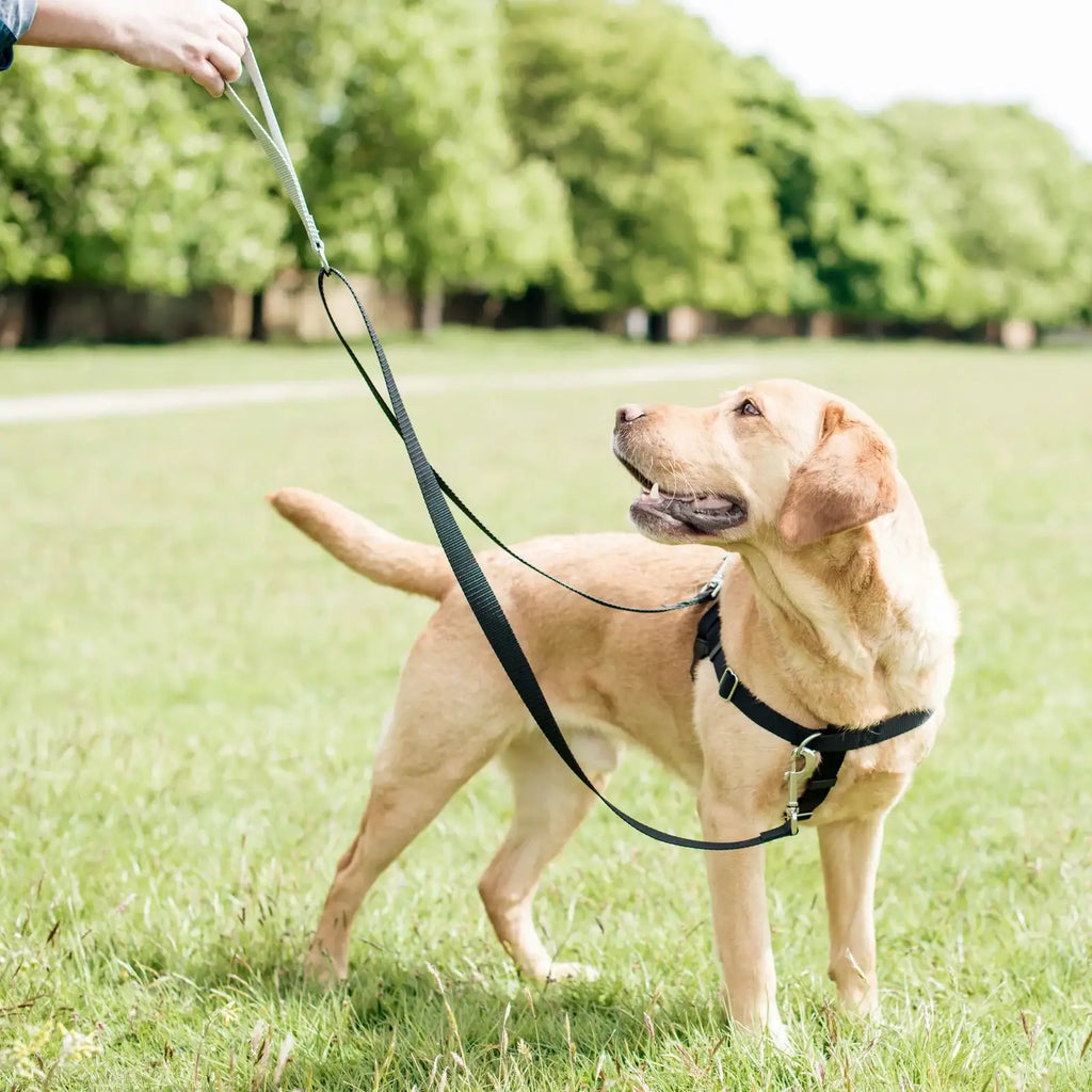 Yellow No-Pull Dog Harness with a Velvet-Lined Chest Strap and Front and Back Leash Attachment Points
