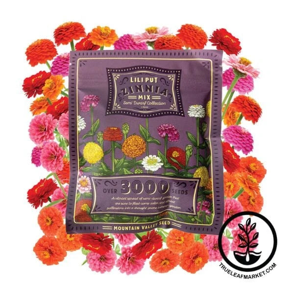 Zinnia Seeds - Lilliput Mixture