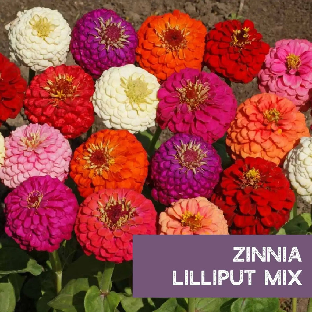Zinnia Seeds - Lilliput Mixture