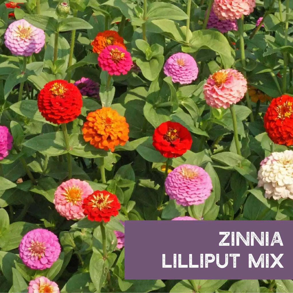 Zinnia Seeds - Lilliput Mixture