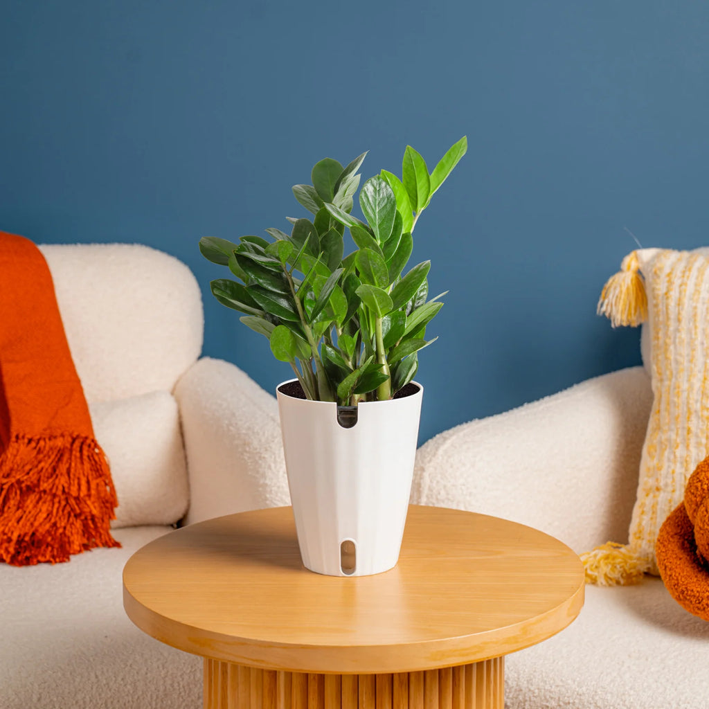 ZZ Plant in a Medium Self-Watering Pot