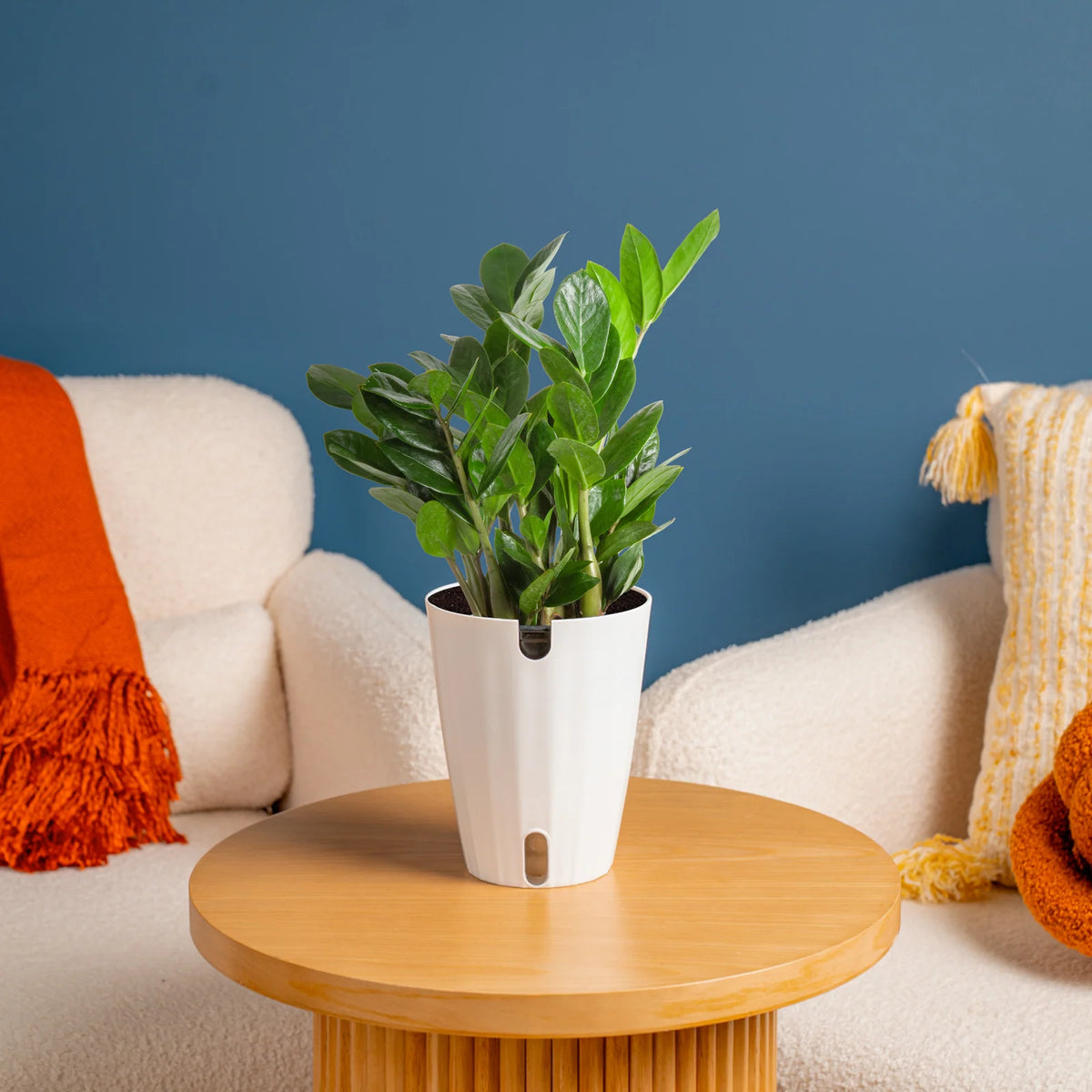 ZZ Plant in a Medium Self-Watering Pot