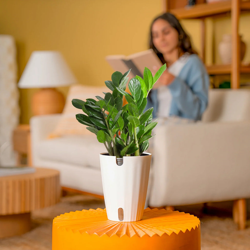 ZZ Plant in a Medium Self-Watering Pot