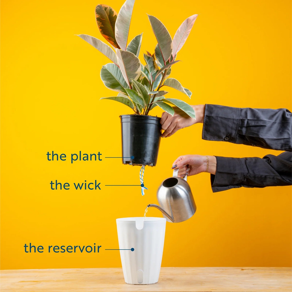 ZZ Plant in a Medium Self-Watering Pot