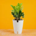 ZZ Plant in a Medium Self-Watering Pot, Medium-Self-Watering