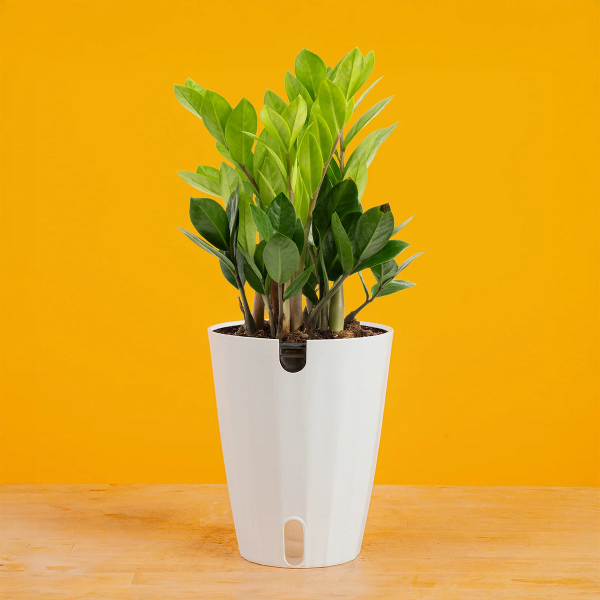ZZ Plant in a Medium Self-Watering Pot, Medium-Self-Watering