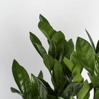 ZZ Plant in a Medium Self-Watering Pot
