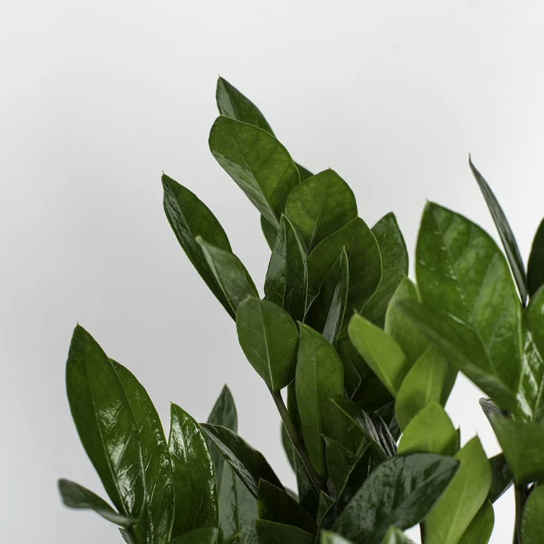 ZZ Plant in a Medium Self-Watering Pot